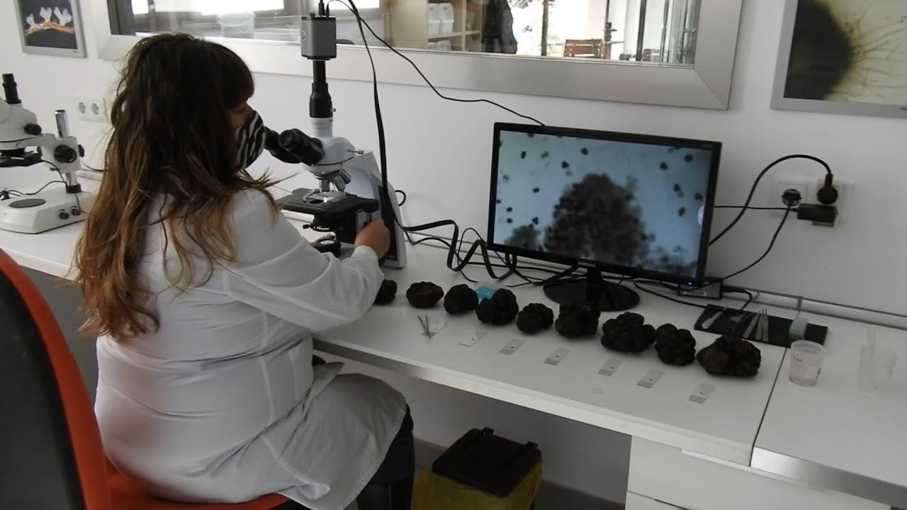 We will get important answers concerning the mysteries of truffles during the following years
