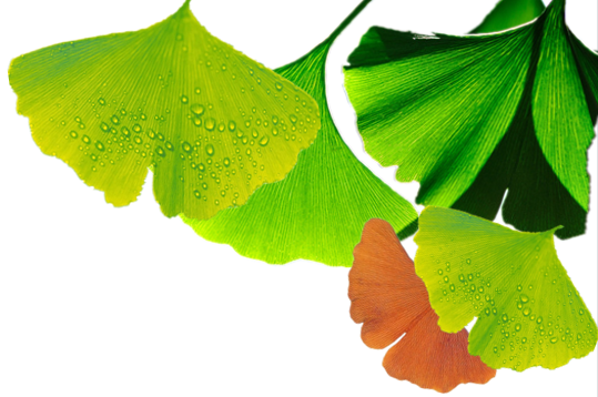 Ginkgo Biloba Leaf Extract Basics / Overview / Introduction
