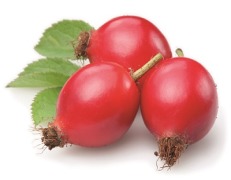 Dog rose extract