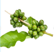 Decaffeinated green coffee bean extract powder
