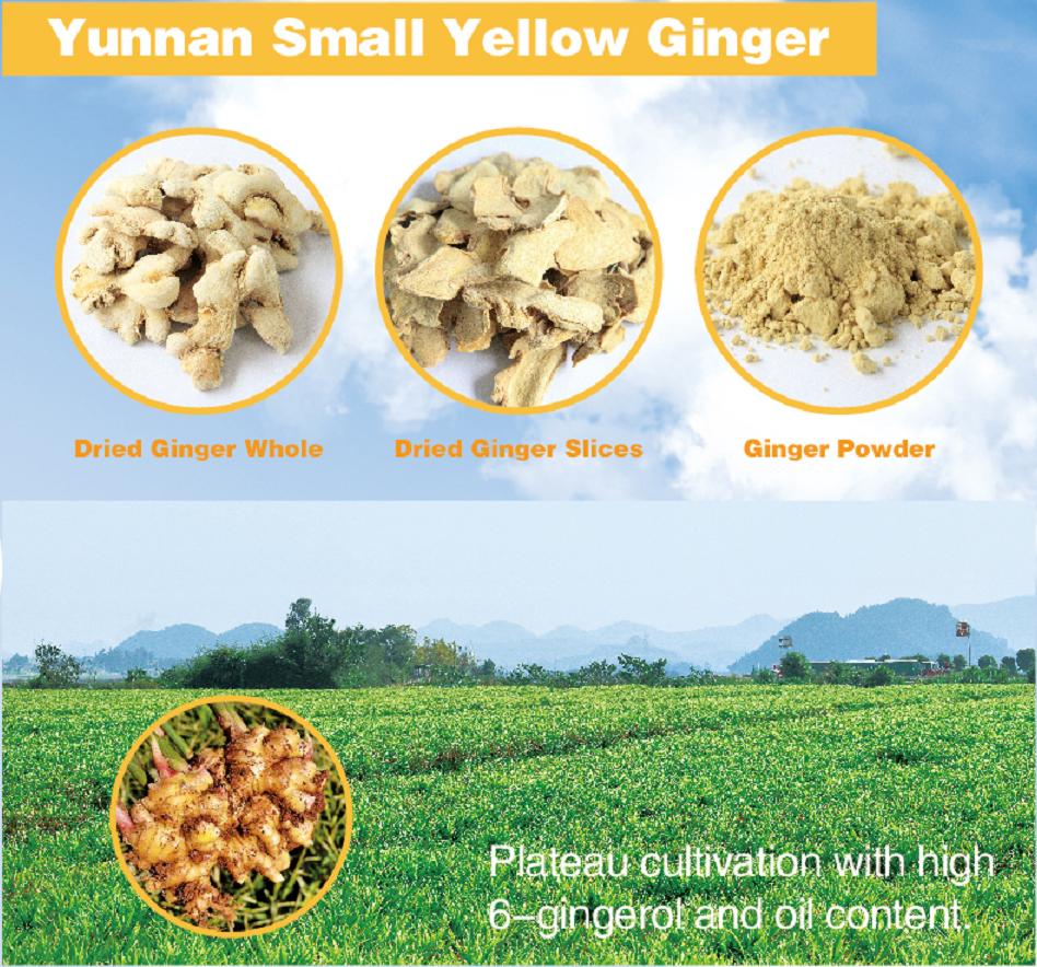 Yunnan Small Yellow Ginger