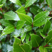 LAURESH®（Laurel leaf extract）