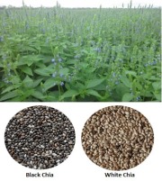 Conventional Black Chia Seed