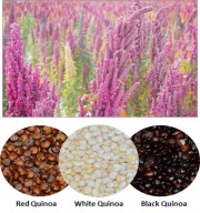 Conventional Quinoa (White, Red, Black)