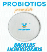 Bacillus licheniformis