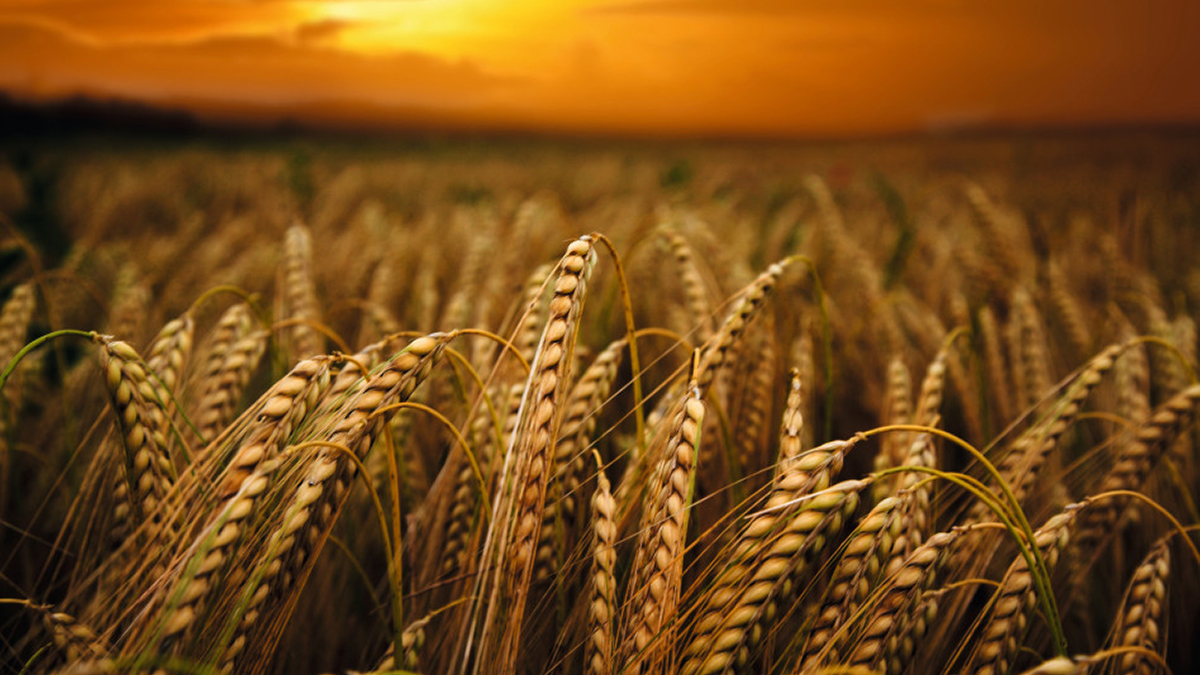DuPont announces new wheat processing enzymes