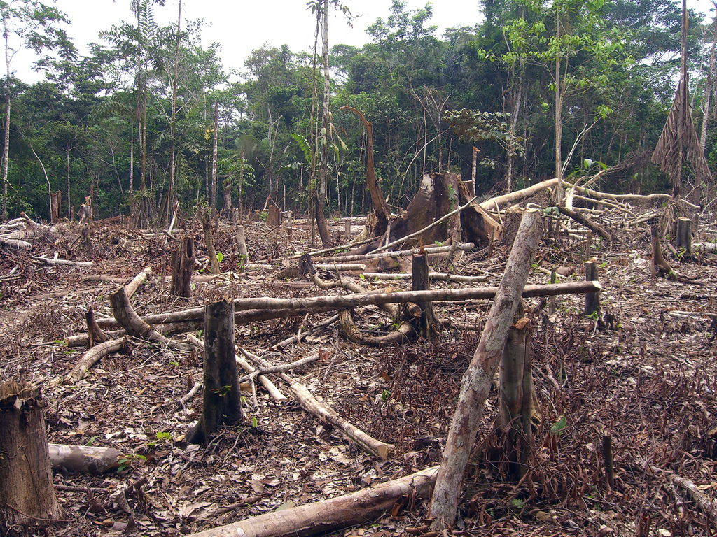 Hershey makes new deforestation commitments