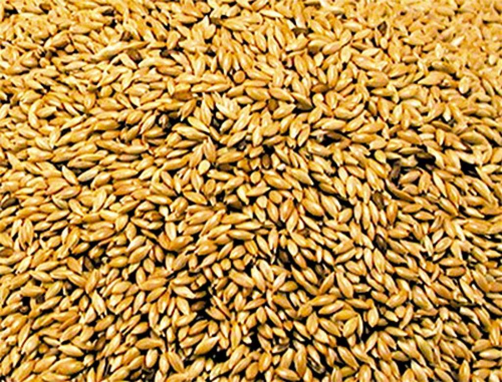 Canary seed gets novel food approval