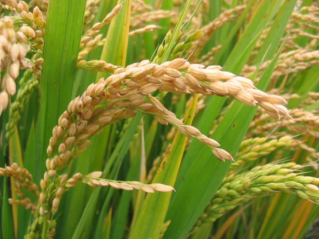 RiceBran quarterly revenues decline, GPM improves