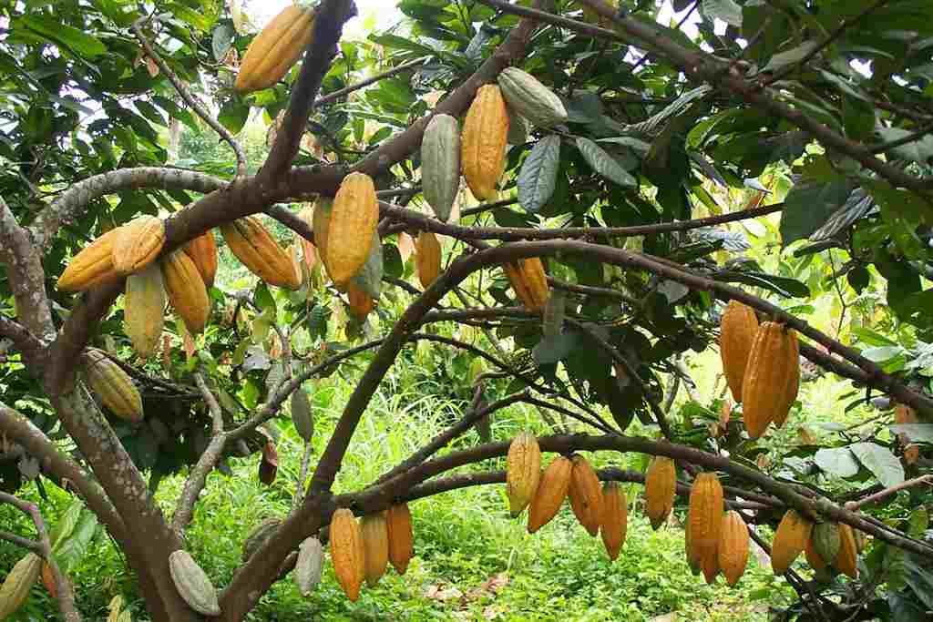 Callebaut continues Cocoa Horisons efforts