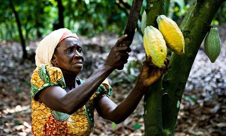 Callebaut expands Cocoa Horizons