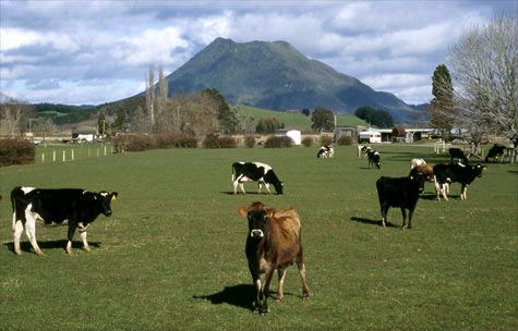 Fonterra maintains Farmgate Milk Price