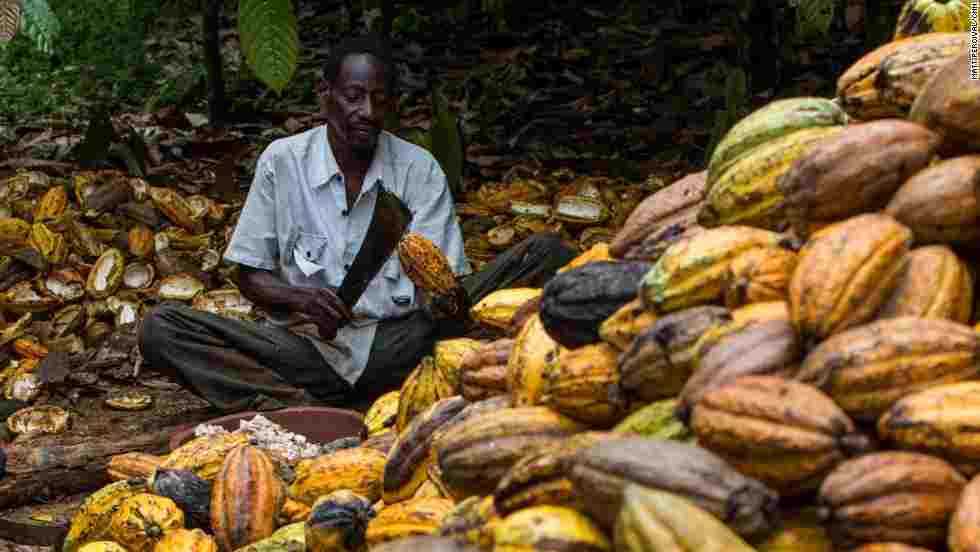Callebaut: sustainable cocoa farming road still long