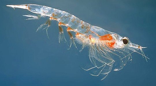 Enzymotec launches next generation K•REAL Gold krill oil