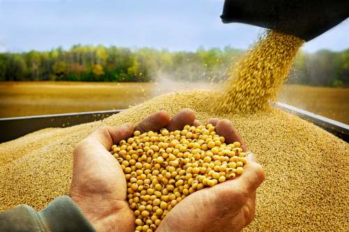 Arcadia Biosciences, Bioceres Verdeca JV gets FDA approval for HB4 soybeans