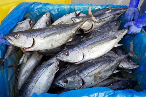 Cargill study: American consumers will pay more for responsibly sourced seafood