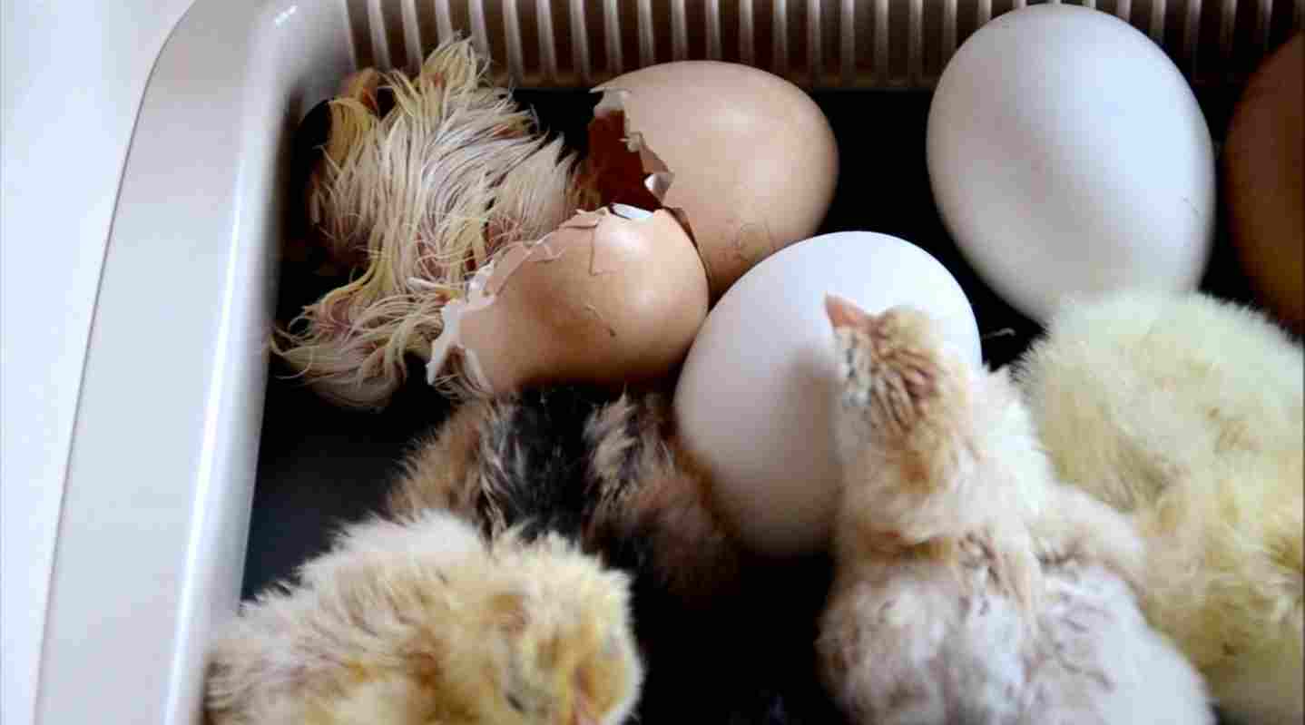 Chobani chooses seven more for incubator