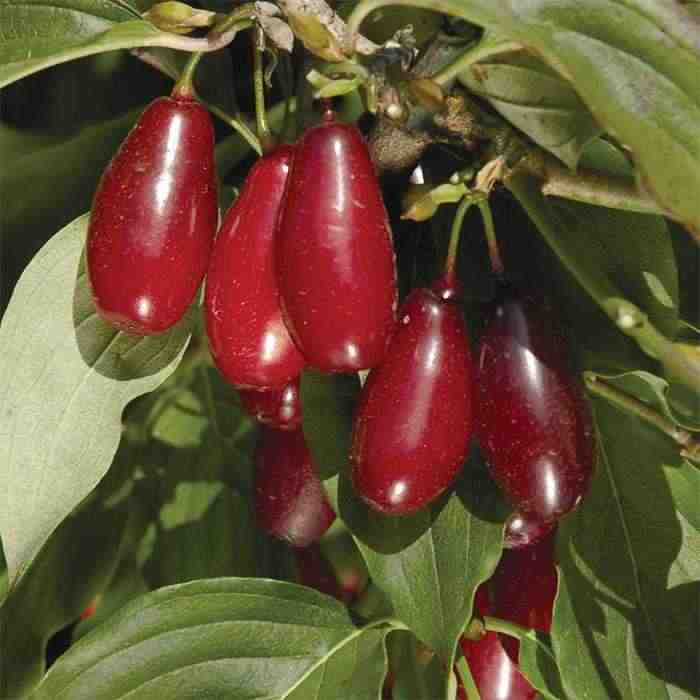 Cherries at heart of new Naturex Energy Boost range