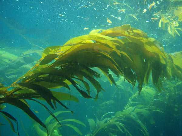 Research: seaweed compounds found to help inhibit cancer