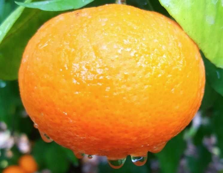Orri Jaffa mandarins to be better, safer