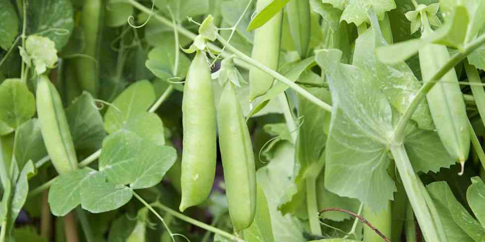Cargill invests in pea protein manufacturer