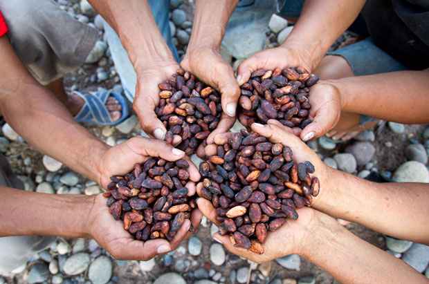 Hershey announces holistic  cocoa sustainability strategy