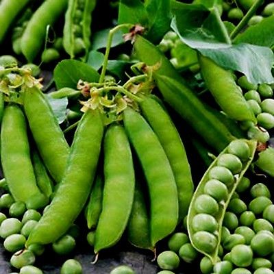 Burcon self-certifies pea protein as GRAS
