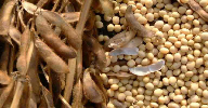 ADM, Cargill form soybean JV