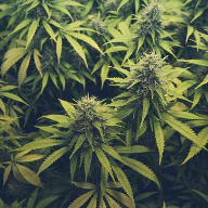 Constellation Brands bets on cannabis growth
