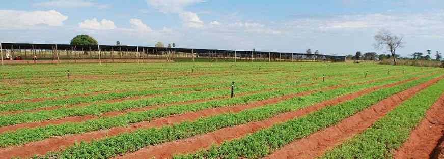 PureCircle to harvest first commercial stevia crop