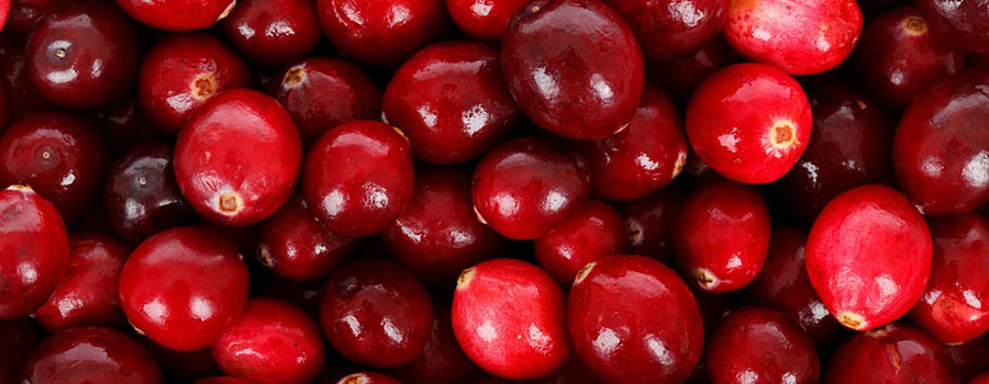 Cranberries show promise for improved gut health