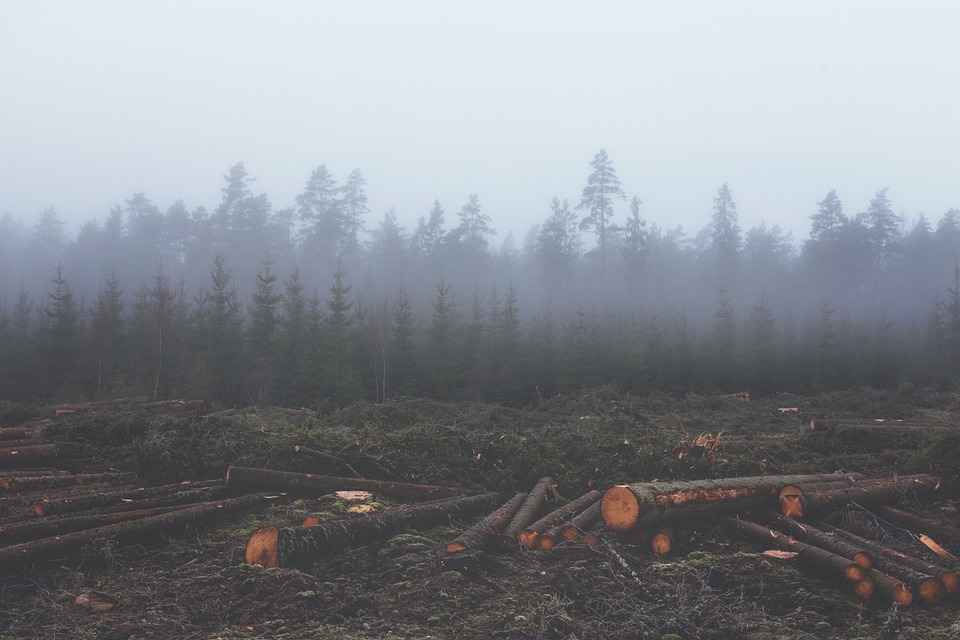 Cargill outlines deforestation elimination plan