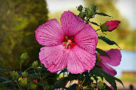 Firmenich: hibiscus will be the flavour of 2019