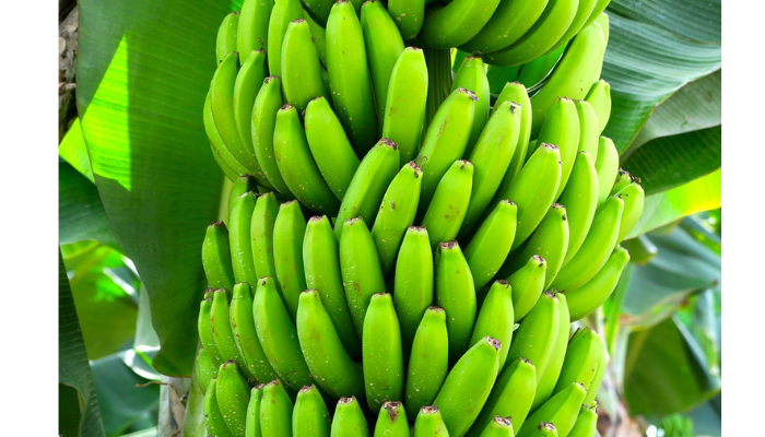 Exploring the potential of green bananas