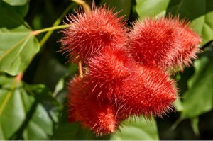 Frutarom gets organic certification for annatto colour