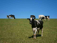 FrieslandCampina to build sustainable dairy plant