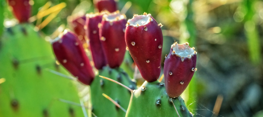 Is edible cactus poised to go global?