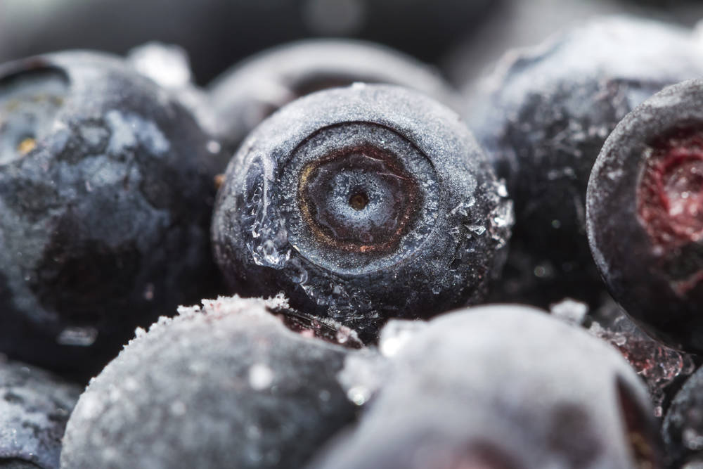 Wild berries, arctic delight for health conscious consumers