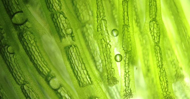 Corbion, Nestlé to team on algae-based ingredients