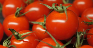 Lycored announces tomato-based anti-ageing ingredient