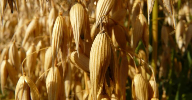 Novozymes launches oat drinks toolbox