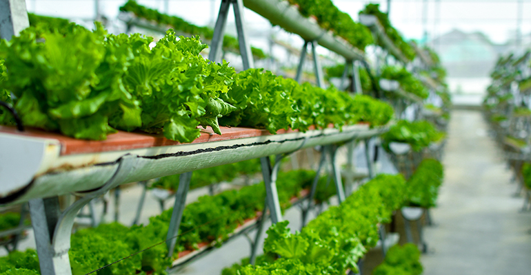 Barclays predicts vertical farming will disrupt food production