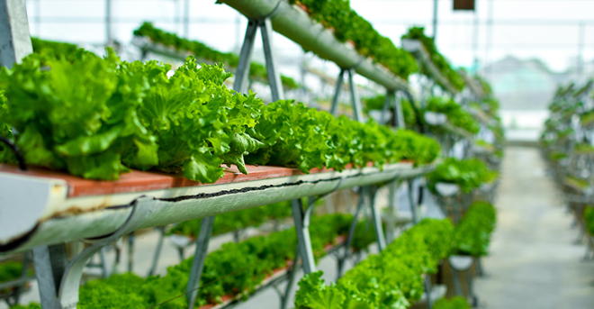 Can indoor vertical farming solve the Gulf’s food security challenge?