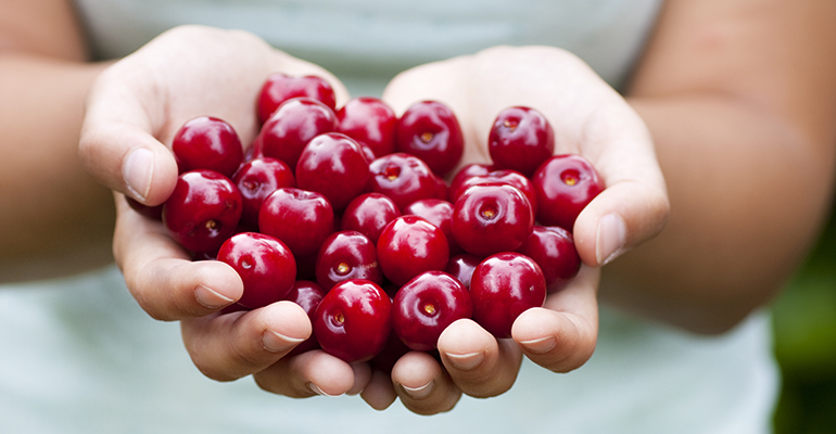 Oblachinska Cherry – a true symbol of sweet and sour power