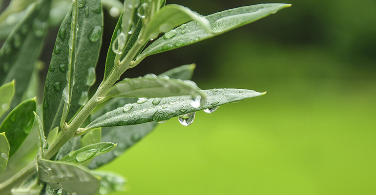 IFF’s olive leaf extract now non-GMO Project Verified