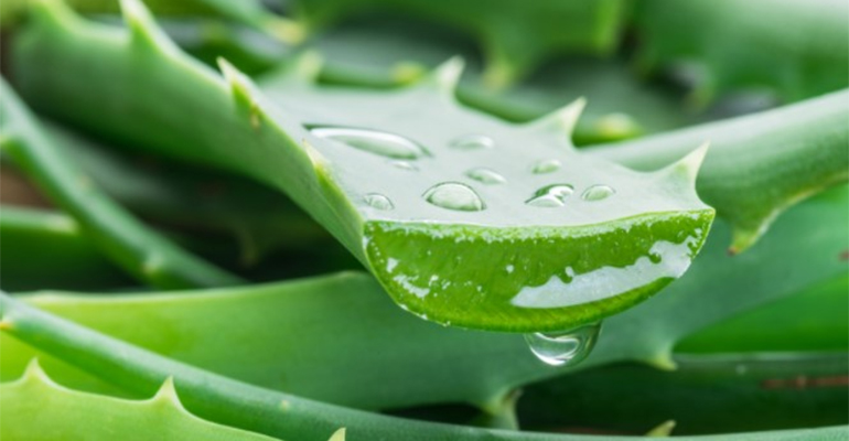 Aloe vera: uses, benefits and concerns