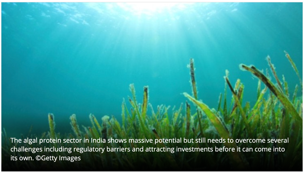 Algal protein in India: Regulations, investments amongst challenges sector must overcome to realise huge potential