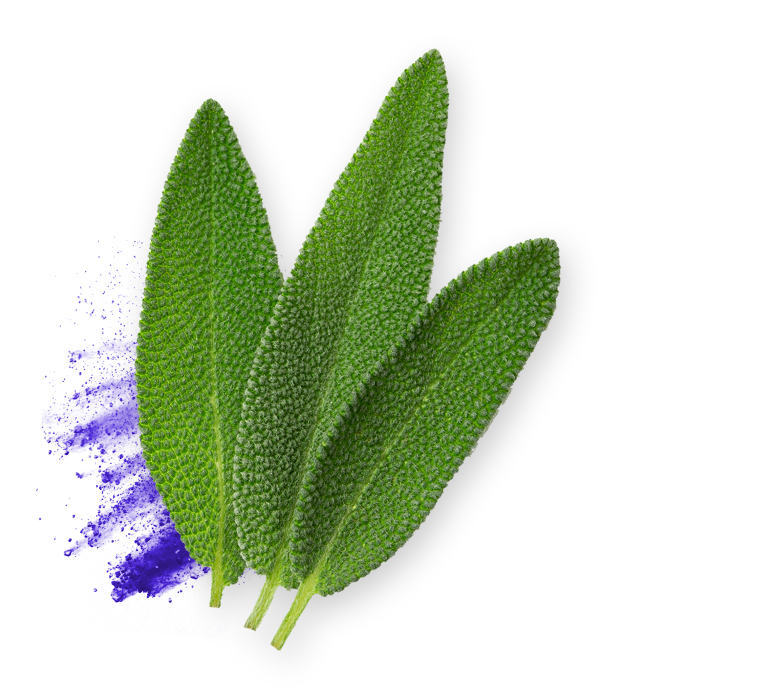 Natural Nootropic to Boost Your Working Memory