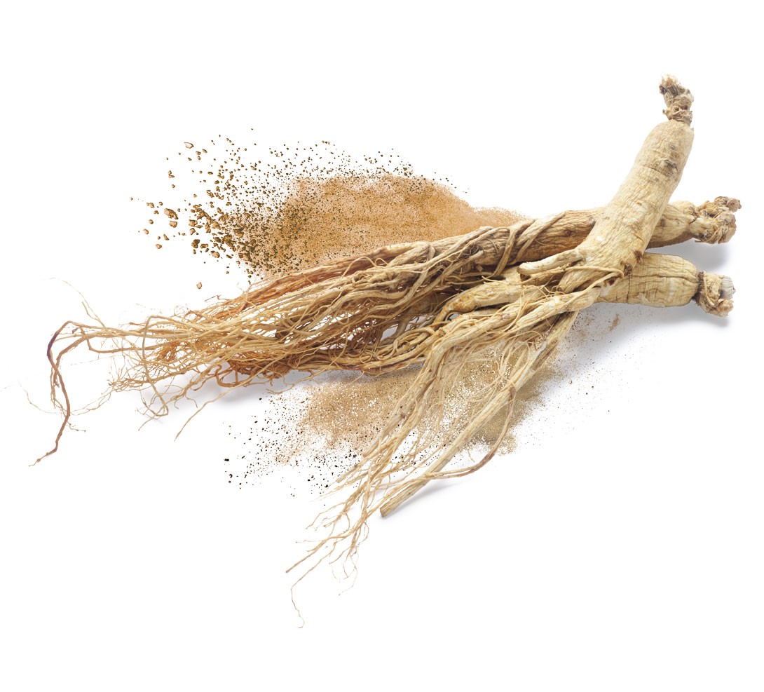 Ginseng, Nootropic & Adaptogen