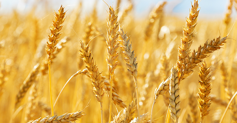 First field trials of gene-edited wheat to take place in the UK